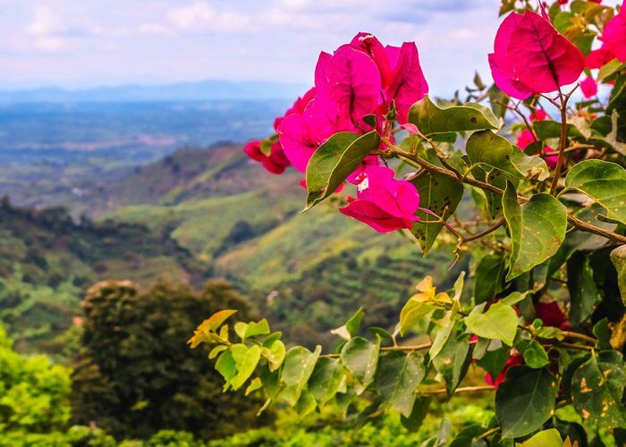 Tour Corazón Cafetero