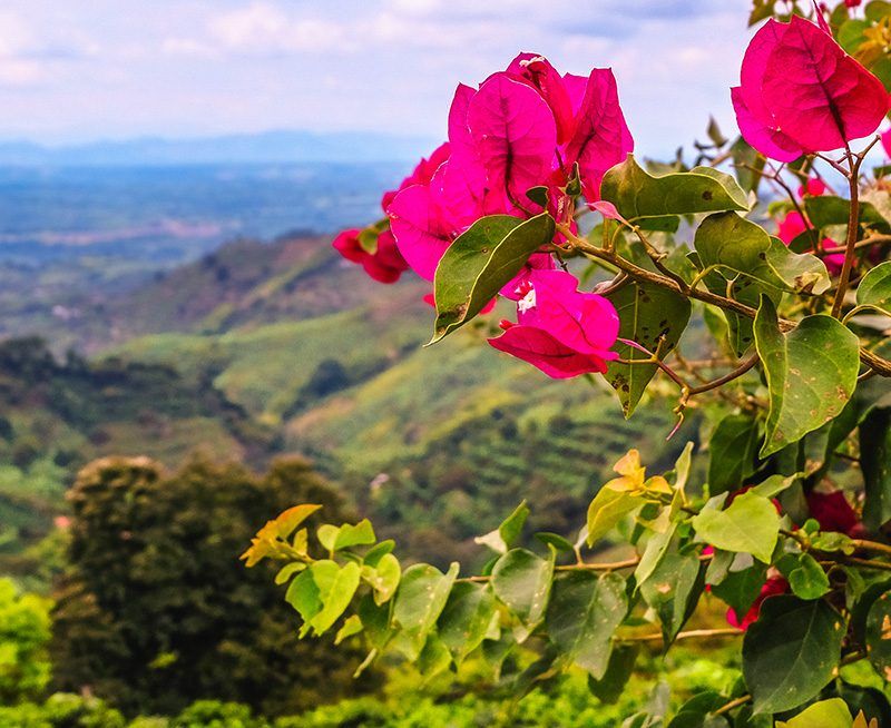 Tour Corazón Cafetero